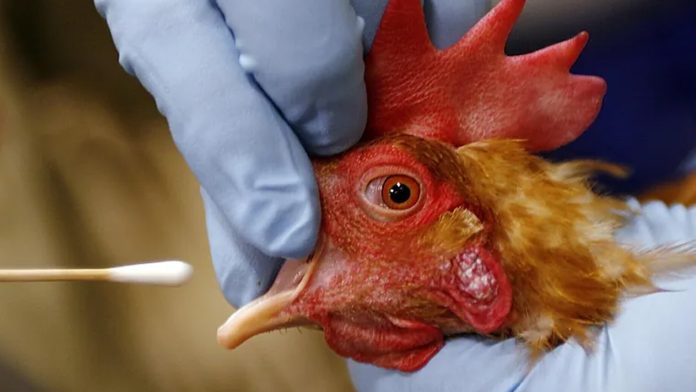 Gripe aviar en Utah: Detectan brote en visones y alertan por posible contagio humano