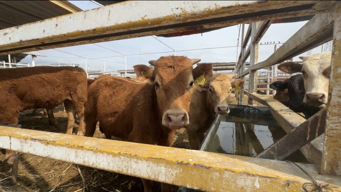 Inspección sanitaria por brote de gusano barrenador en Coahuila