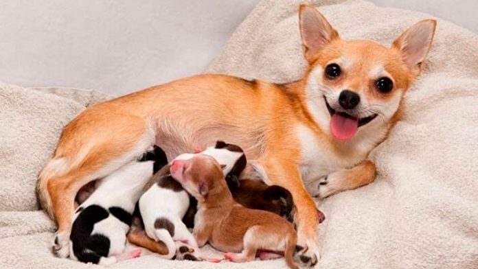 Multas de más de 900 mil pesos por reproducir mascotas sin autorización