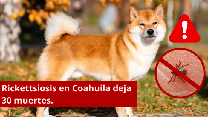 Rickettsiosis en Coahuila deja 30 muertes; buscan reforzar la prevención