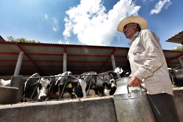 Productores de leche de la Región Carbonífera mantienen su producción sin afectaciones directas por el gusano barrenador y refuerzan medidas preventivas.