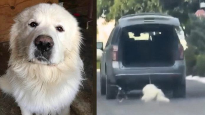 ¡Justicia para Rocky! Activistas mantienen la exigencia contra el maltrato animal en Saltillo