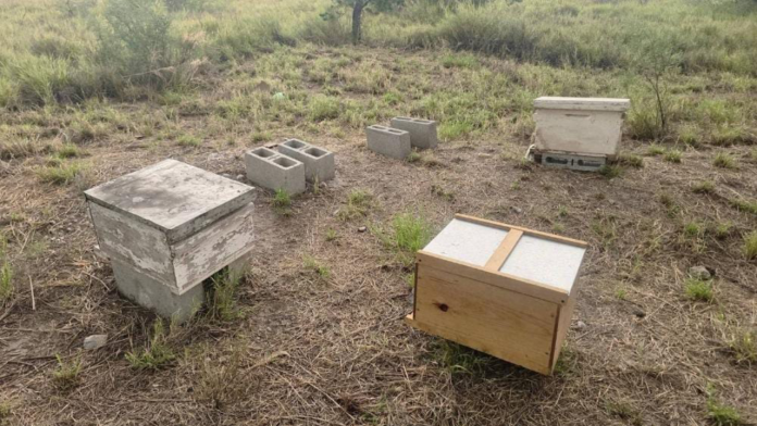 Roban dos colmenas del primer apiario en construcción de la UAAAN
