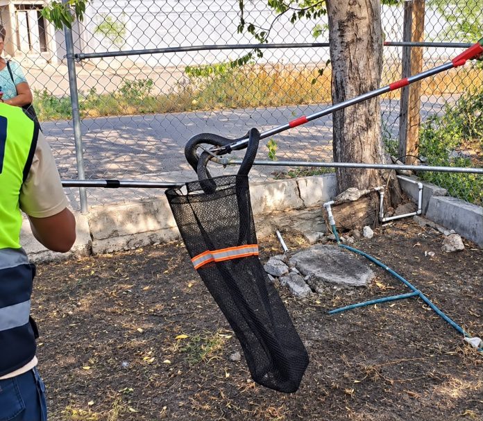 Bomberos y Protección Civil capturaron una serpiente de metro y medio localizada en un domicilio frente al kínder Gabriela Mistral.