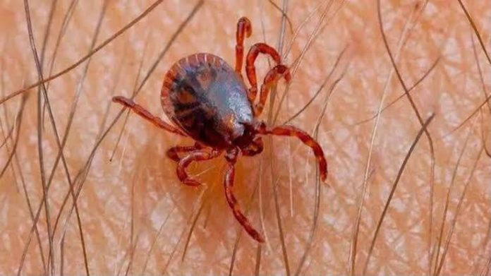 Cuatro casos de rickettsia han sido registrados en la Región Carbonífera con desenlace fatal. Salud refuerza prevención y detección entre menores.
