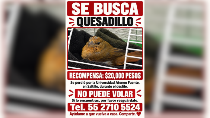 ¡Se busca a Quesadillo! Pajarito desaparece durante desfile en Saltillo y ofrecen $20 mil