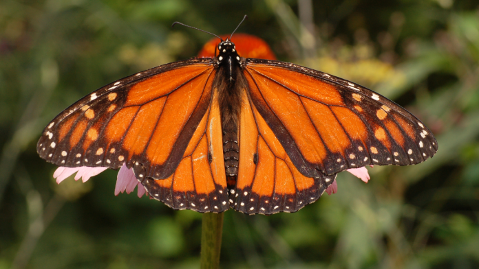 ¡Ya llegaron! Reportan primer avistamiento de mariposas monarca en Saltillo
