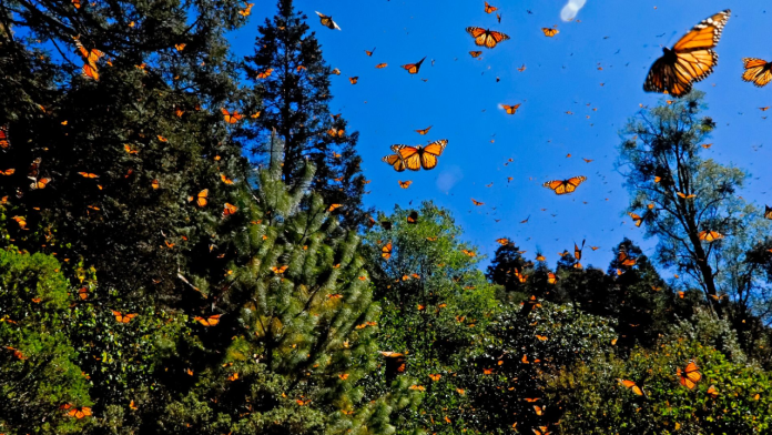 ¡Ya vienen las monarcas! Saltillo espera el paso de mariposas en las próximas semanas