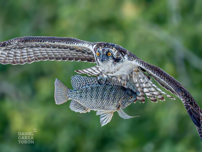 Águila pescadora sorprende con espectacular cacería en Ciudad Deportiva de Saltillo