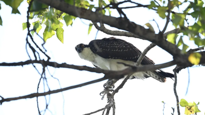 El águila pescadora no está sola: aves migratorias hacen escala en Saltillo
