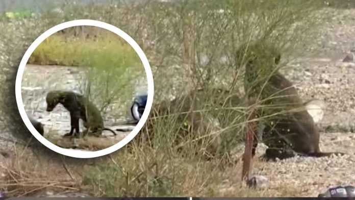 Muere hombre en NL tras presenciar atropello; su perro no lo abandonó