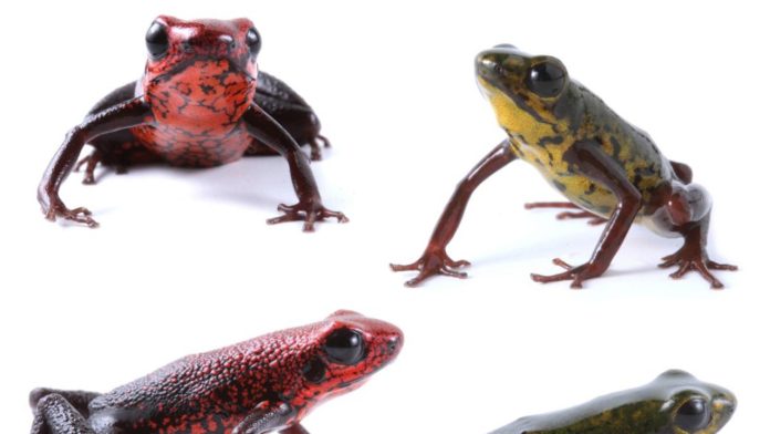 Descubren en Ecuador una nueva rana venenosa en peligro crítico por minería y tráfico ilegal