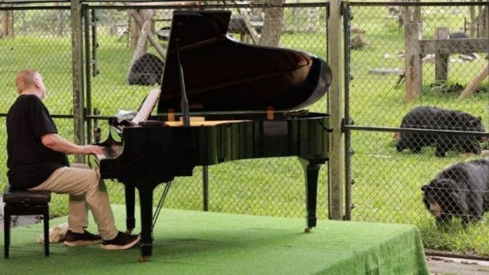 Rick Wakeman conmueve a 11 osos rescatados con un concierto de piano; escucharon atentos durante una hora