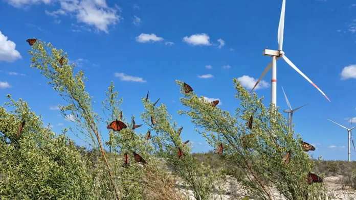 ¡Ya llegaron a Saltillo! Avistan 16 mariposas monarca y otras dos en Ramos Arizpe
